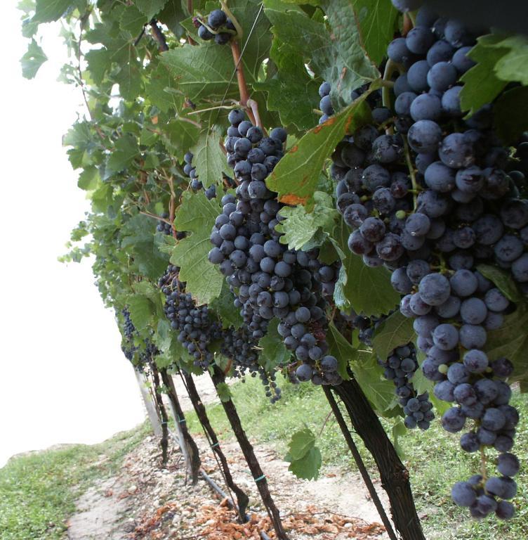 Agriturismo Colombarola 소나 외부 사진
