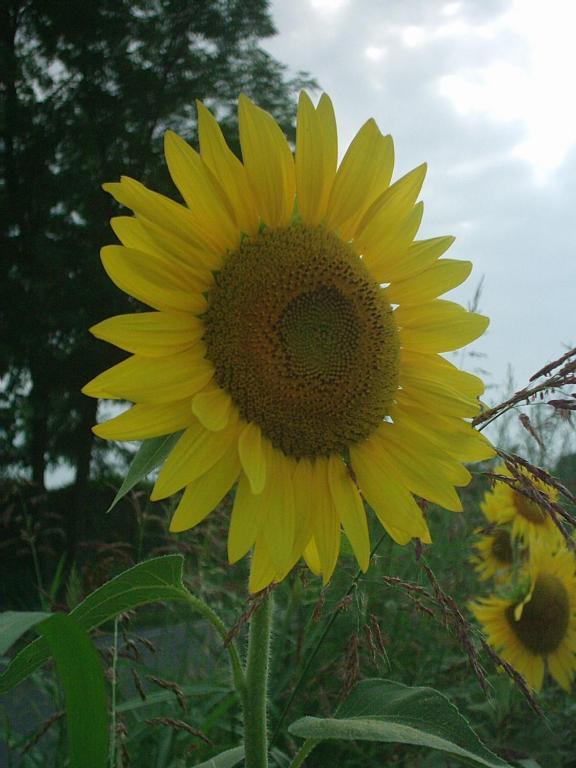 Agriturismo Colombarola 소나 외부 사진
