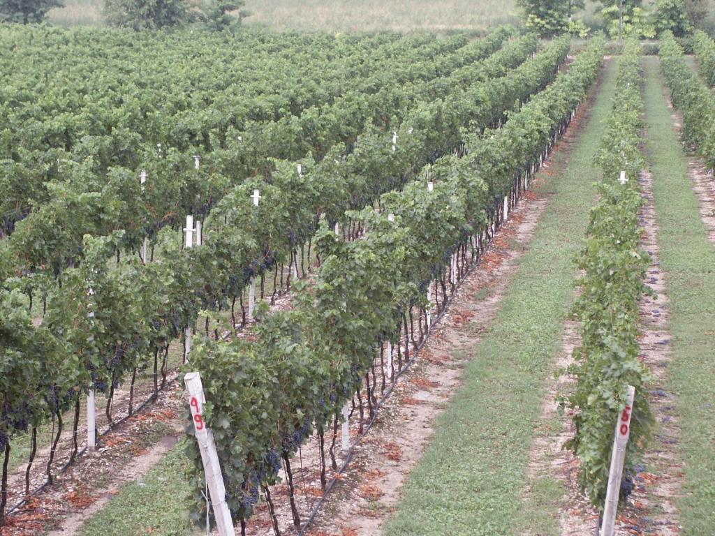 Agriturismo Colombarola 소나 외부 사진